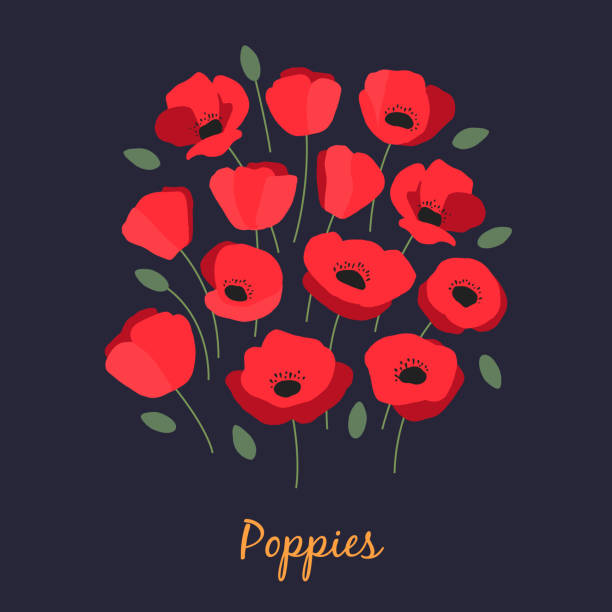 illustrations, cliparts, dessins animés et icônes de illustration du bouquet des pavots rouges - poppy