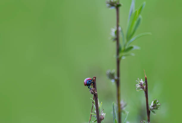 istock Red ladybug standing on top of stem. Spring czech nature background 1318238880