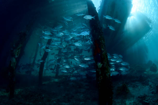 istock School of Trevally. 1318238939