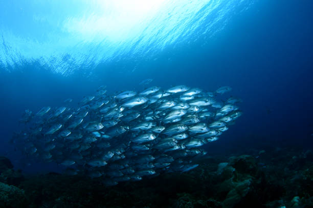 istock School of Trevally. 1318238944