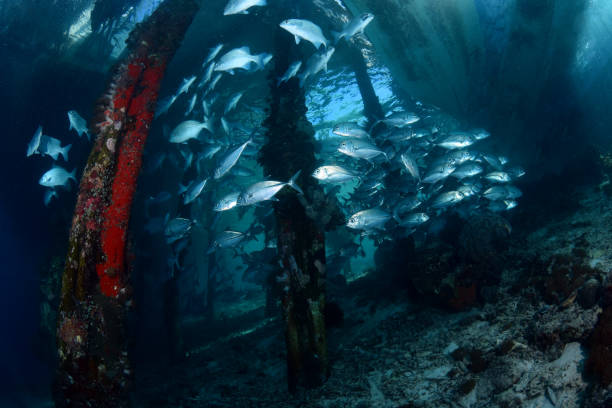 istock School of Trevally. 1318238948