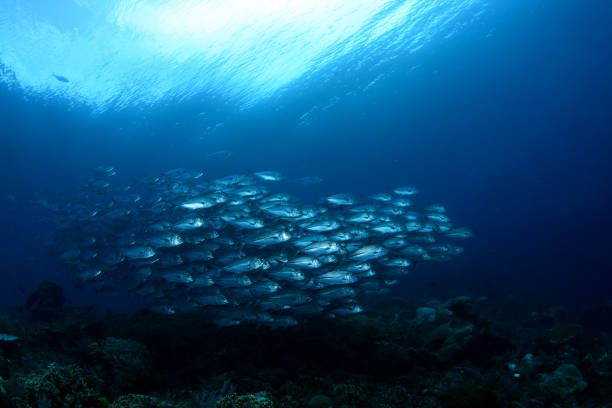 istock School of Trevally. 1318238961