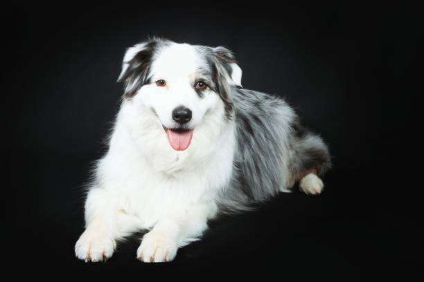 istock australian shepherd isolated on black background 1318239620