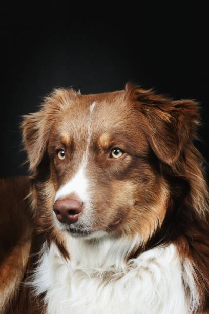 istock brown australian shepherd isolated on black background 1318239716