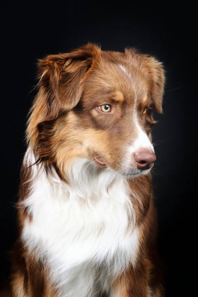 istock brown australian shepherd isolated on black background 1318239834