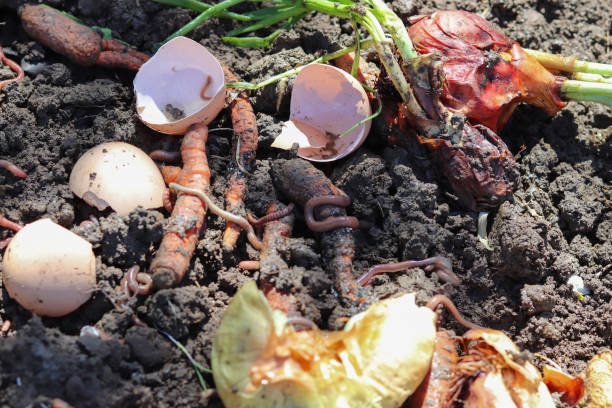 uso di vermi per decomporre i rifiuti organici. - humus soil foto e immagini stock