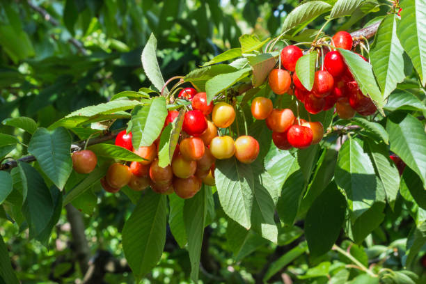 ripe Rainier cherries hanging on cherry tree branch with blurred background and copy space
