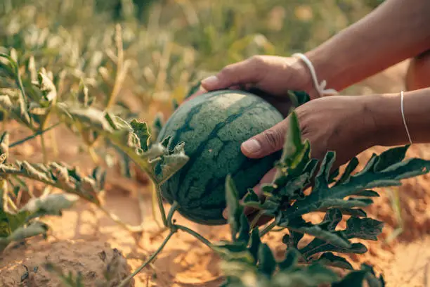 A farmer throws up a grown watermelon in farm field. Harvesting watermelons concept.