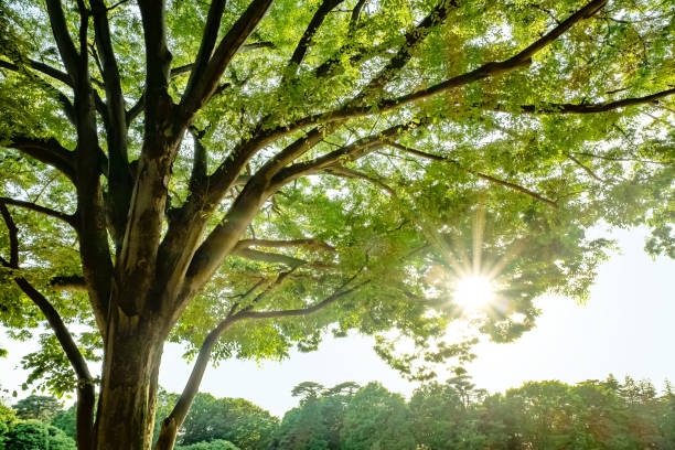 rayos de sol a través de las hojas del árbol en un parque a principios de verano. - elm tree fotografías e imágenes de stock