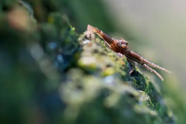 Photo of Sidewalk spider close up. Macro photography. Blurred background