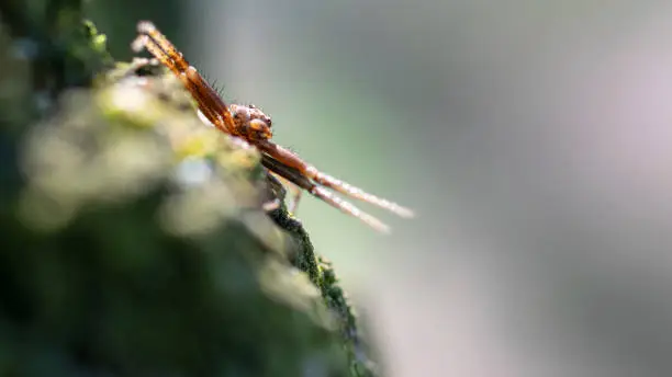 Photo of Sidewalk spider close-up. Macro photography. Blurred background