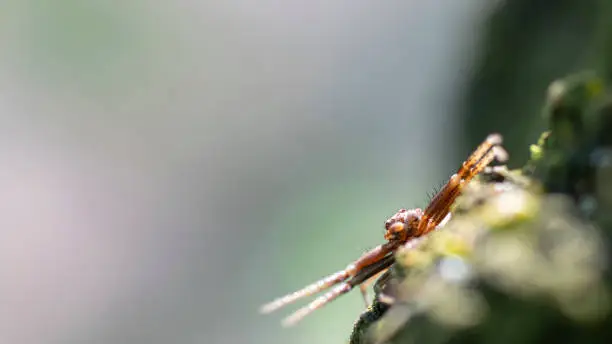 Photo of Sidewalk spider close-up. Blurred background