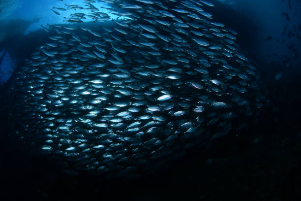 istock A giant school of fish under the jetty. 1318242332
