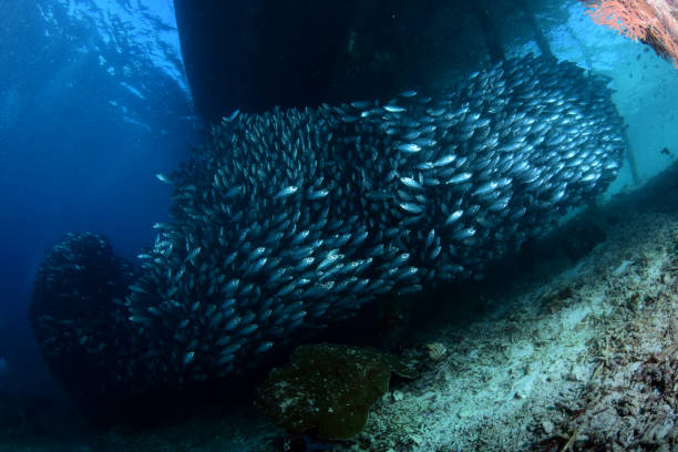istock A giant school of fish under the jetty. 1318242334