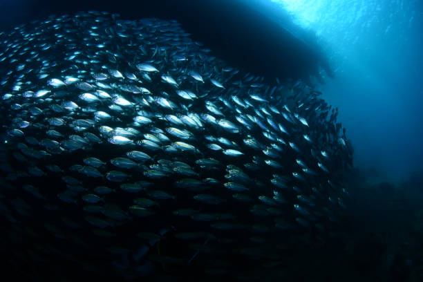 istock A giant school of fish under the jetty. 1318242337