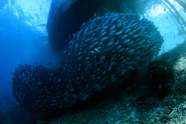 istock A giant school of fish under the jetty. 1318242357