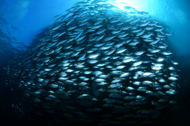 istock A giant school of fish under the jetty. 1318242379