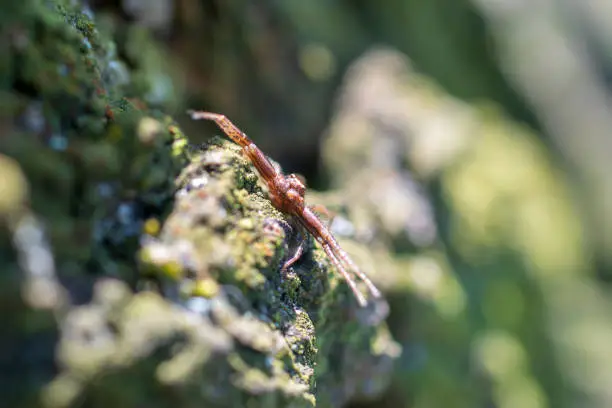 Photo of Small sidewalk spider close up. Blurred background