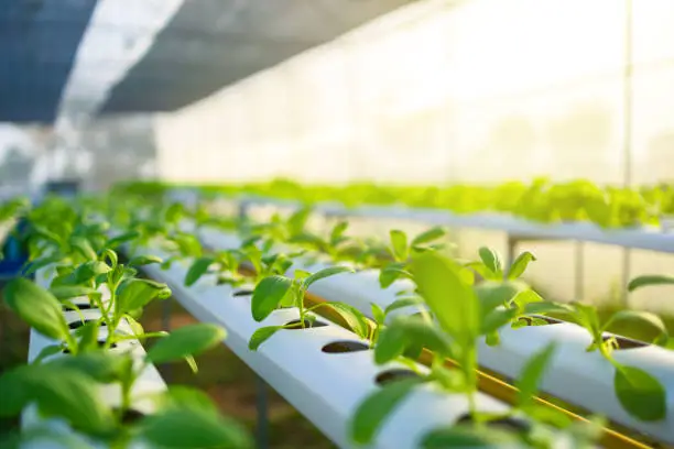 Hydroponic Crops