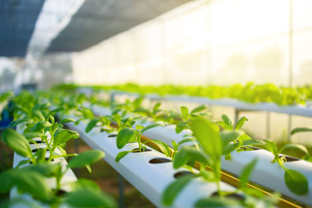 horta hidropônica orgânica na estufa e luz do pôr do sol. - greenhouse - fotografias e filmes do acervo