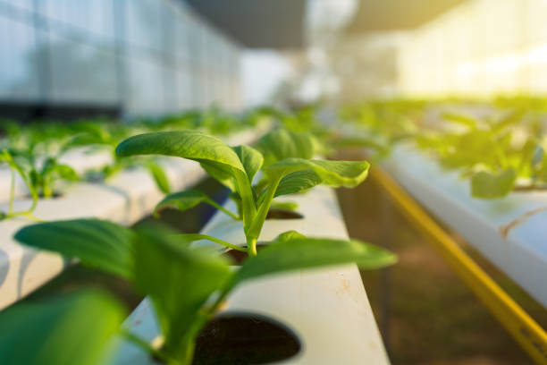 温室と夕日の光で有機水耕栽培の菜園。 - hydroponics ストックフォトと画像