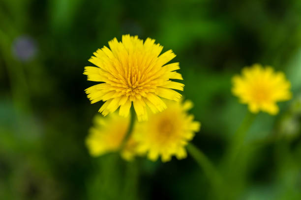 dandelion flower in the Casa de Campo