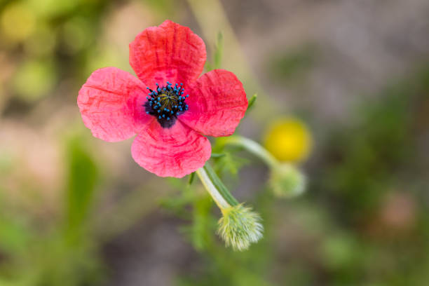 Poppy flower in the Casa de Campo in Madrid