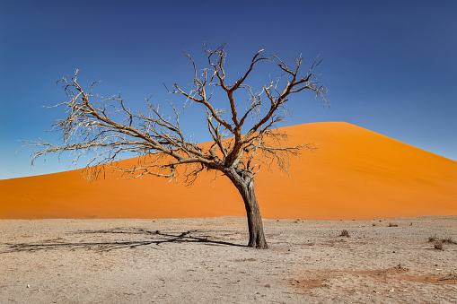Lonely Skeleton Tree in front of Desert Sand Dune 45 under cloudless blue summer skyscape. Famous giantic Desert Sand Dune 45 in the Background. Sossusvlei Namib-Naukluft National Park close to Sesriem, Namibia, South West Africa, Africa