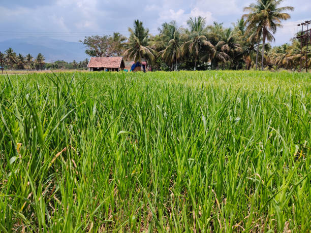 istock Green fields surrounded with houses and coconut trees,clouds 1318246529
