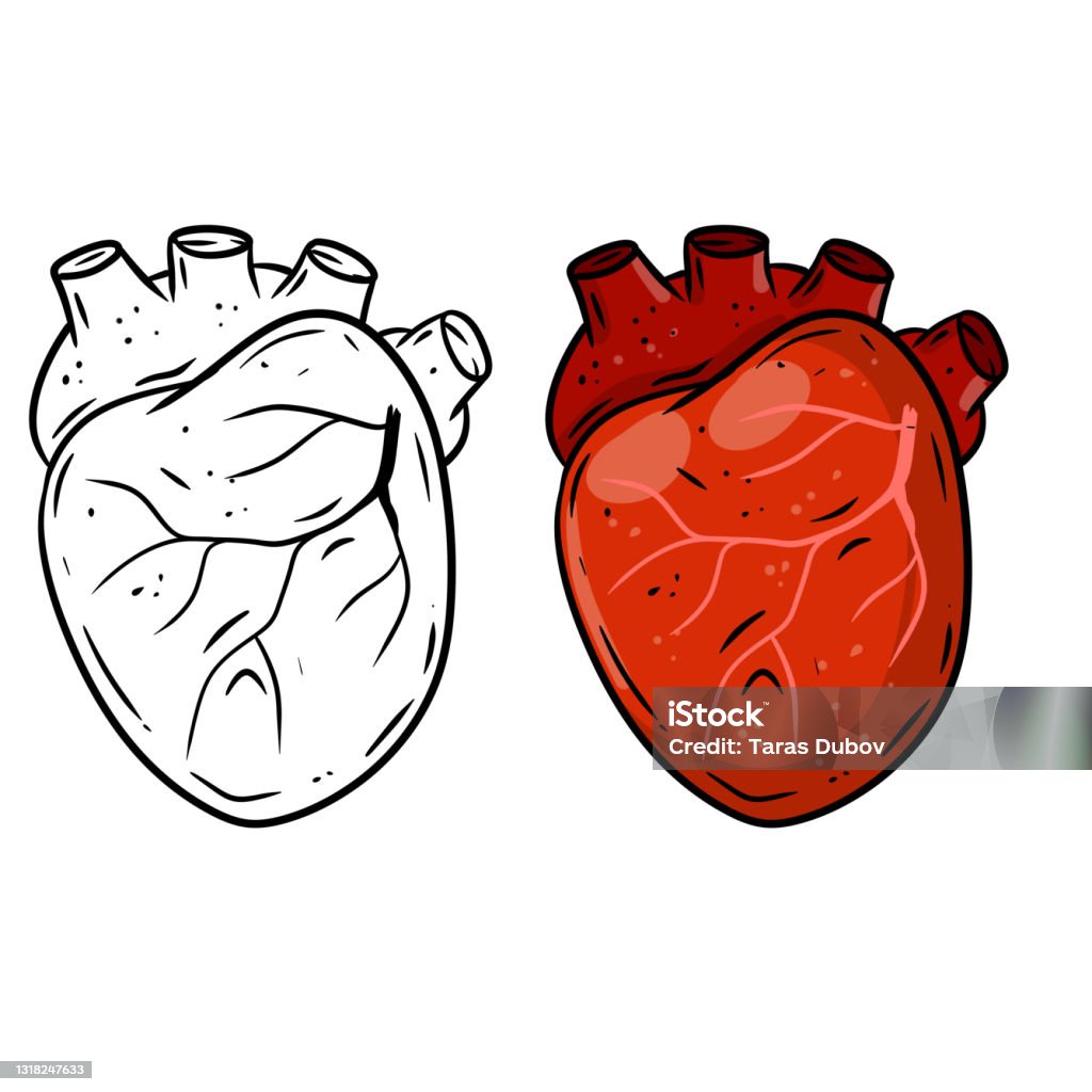 Ilustración de Corazón Órgano Interno Humano Medicina Y Cardiología Elemento Para El Libro De Texto Y La Educación Médica Arterias Y Venas Rojas Ilustración De Bocetos De Dibujos Animados Bombear Sangre A Ilustración de Corazón Órgano Interno Humano Medicina Y Cardiología Elemento Para El Libro De Texto Y La Educación Médica Arterias Y Venas Rojas Ilustración De Bocetos De Dibujos Animados Bombear Sangre A