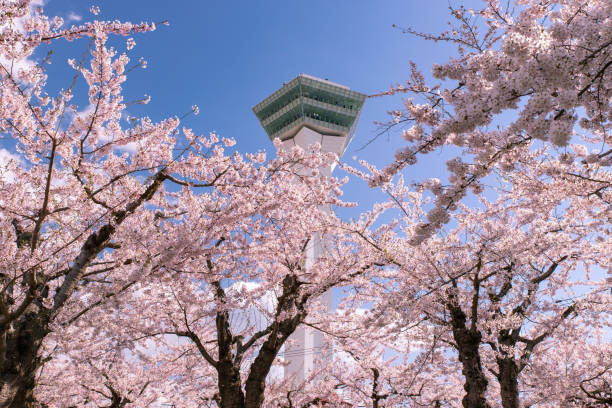 Cherry blossoms in full bloom in Hakodate, Hokkaido. stock photo
