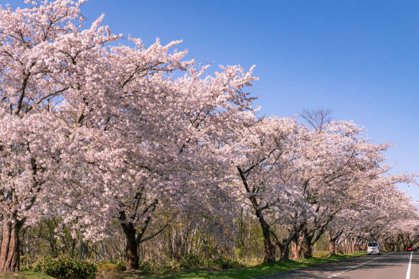 istock Cherry blossoms in full bloom in Ishikari, Hokkaido. 1318249533