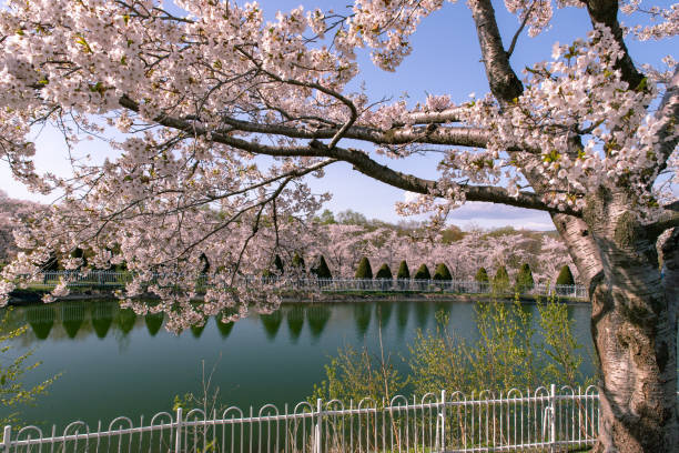 istock Cherry blossoms in full bloom in Ishikari, Hokkaido. 1318249555