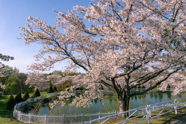 istock Cherry blossoms in full bloom in Ishikari, Hokkaido. 1318249558