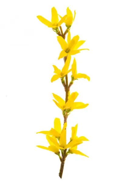 Isolated branch of blooming forsythia flowers on a white background.