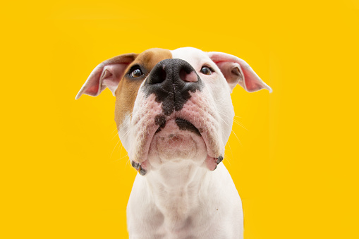 Close-up  bored and sad american Staffordshire dog expression. Isolated on yellow background.
