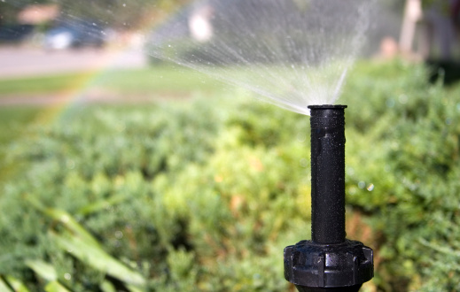 Pop-up sprinkler watering shrubs.