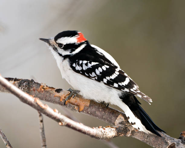 vue de profil de plan rapproché de pic perchée sur une branche affichant le plumage de plume dans son environnement et habitat dans la forêt avec un fond flou. image. image. portrait. photo stock de pics. - picoides villosus photos et images de collection