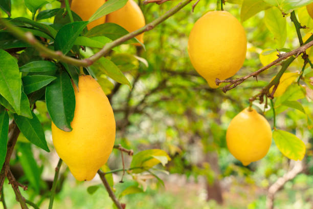 istock Lemon garden with fruits 1318251584
