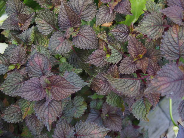 фиолетовый perilla frutescens листья - daun perilla ungu - shiso стоковые фото и изображения