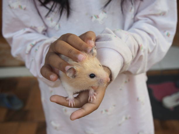 istock take care of hamsters - membelai hamster 1318251767
