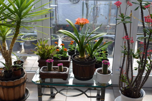 istock spring flowers winter garden 1318251901