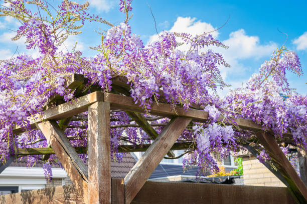 wisteria púrpura crece en pérgola - wisteria fotografías e imágenes de stock
