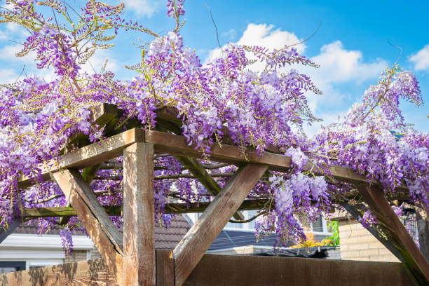 퍼골라에서 자라는 보라색 등나무 - wisteria 뉴스 사진 이미지