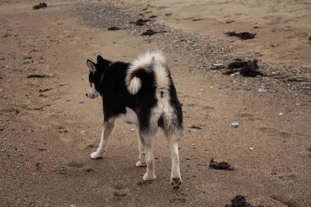 flauschiger schwarzer großer hund mit weißem schwanz auf einem hintergrund aus gelbem sand, husky - snow dog walking running stock-fotos und bilder