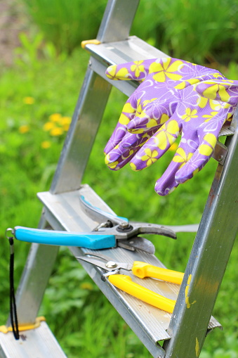 Gloves and garden shears. Gardening in May. Pruning dry and damaged branches. The profession is a gardener, a landscape designer.