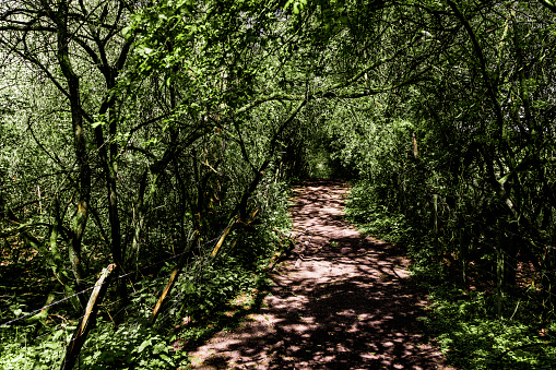 forest trail track footpath through lush green woodland