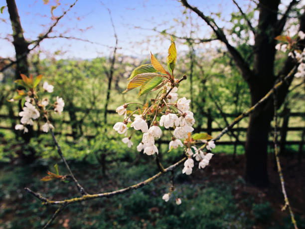 árbol de la primavera del árbol de flores árbol natural abril puede - uk beauty in nature worcestershire vale of evesham fotografías e imágenes de stock