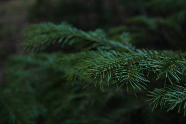 istock Green branch of spruce in the forest, greenery, needles, spring, summe 1318257787