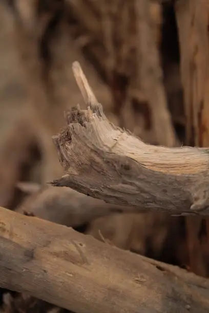 Photo of Wood, sticks, on the yellow sand